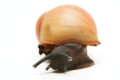 Archachatina marginata grevillei Cameroon juvenil